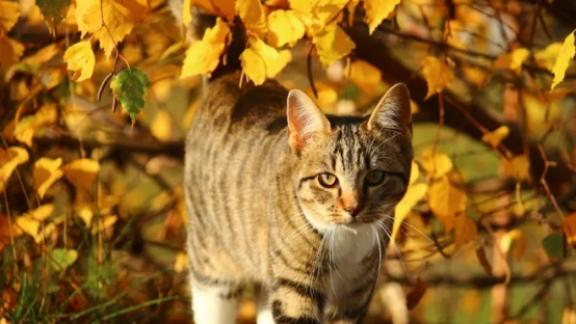 2025 宠物空气净化器推荐：这 3 款高口碑清单，不花冤枉钱