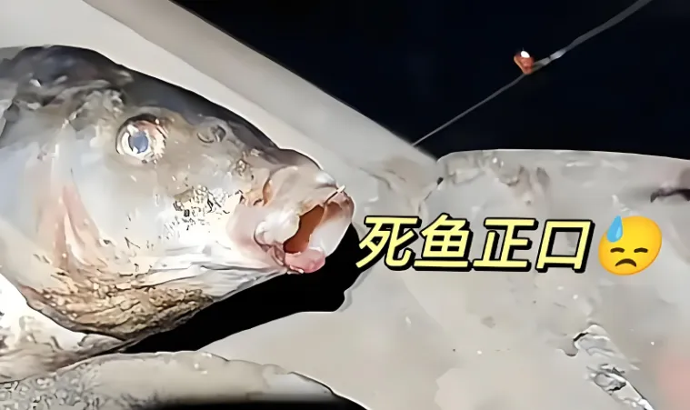 广西男子钓鱼钓到“白骨鱼”，只剩一身骨架和鱼刺！网友：还不收杆走人？