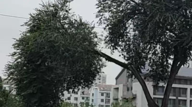 即墨一中校园外小广场绿化带清理了