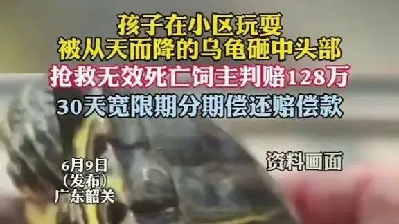 6岁小孩被25楼天降乌龟砸死，饲主赔128万难赎一命，小区住户炸了