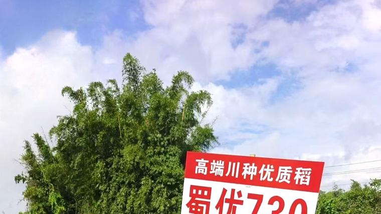 抗倒抗病又高产——四川禾嘉种业“蜀优 730” 获天府种业展大奖访谈录