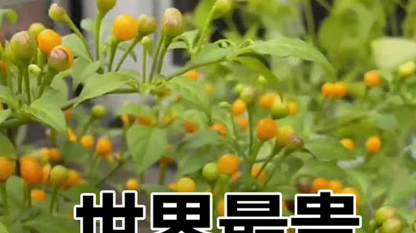 被称为辣椒界的“钻石”，一根辣椒顶一个月收入，贵有贵的道理！