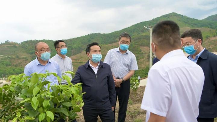 青柠园稻麦轮作养地增效，屏东湿热气候滴箭灌溉，果皮光泽判断采收时机