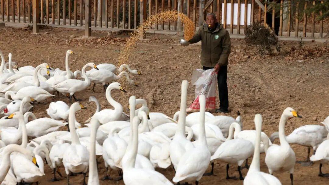 数千只白天鹅飞抵越冬 山西平陆黄河湿地迎贵客