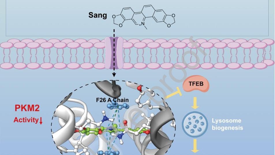 以药找靶 | LIP-MS破解天然化合物抗癌靶点