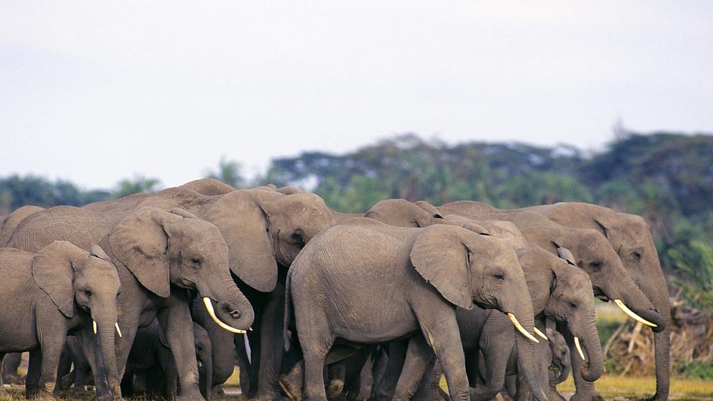 非洲象：陆地最大哺乳动物的社群生活