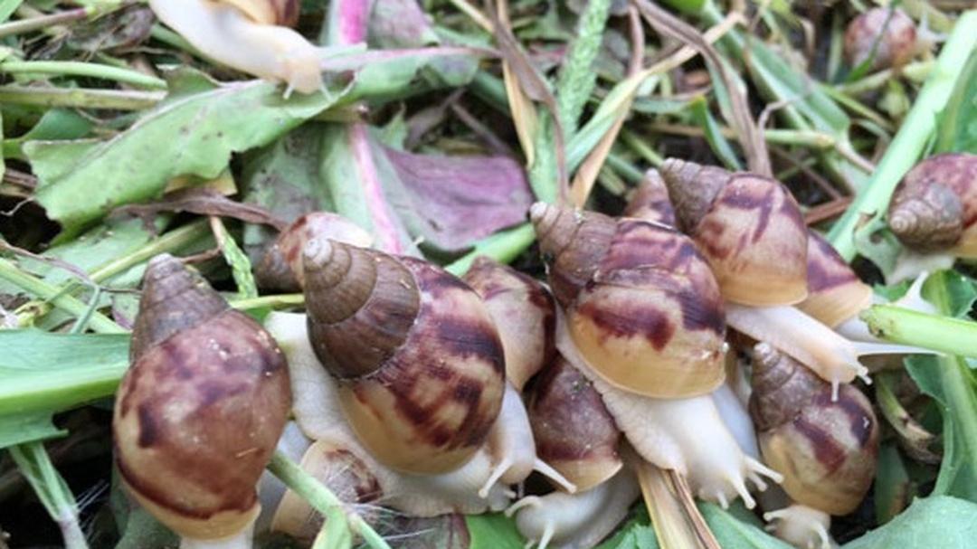 蜗牛养殖场地照明选强光，以为看得清，蜗牛却不适应​