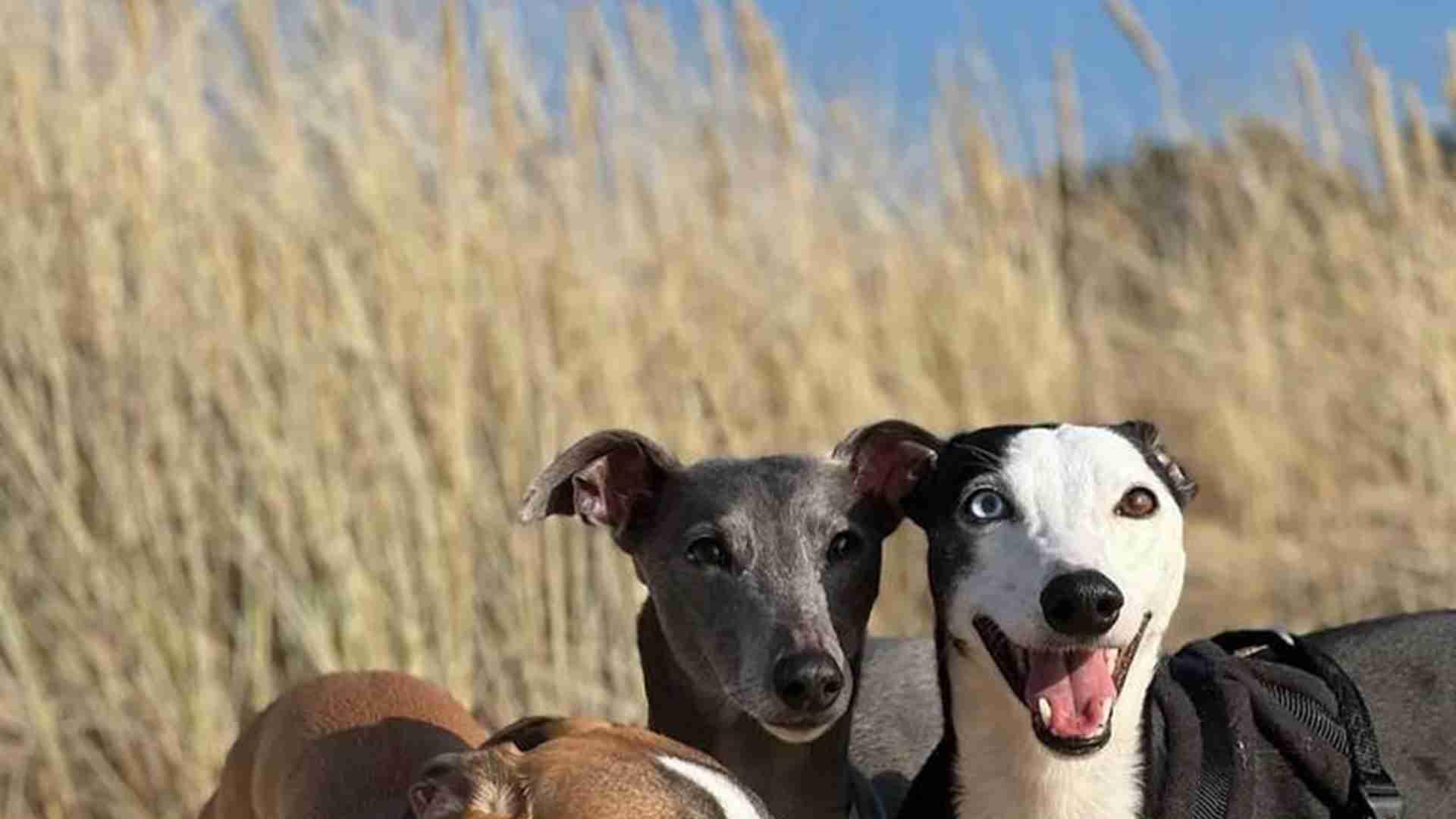 灵缇犬退役，领养中心，行为矫正，撕咬纠正
