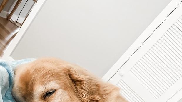 金毛犬春季驱虫指南，寻回本能与训练技巧，干湿狗粮对比分析