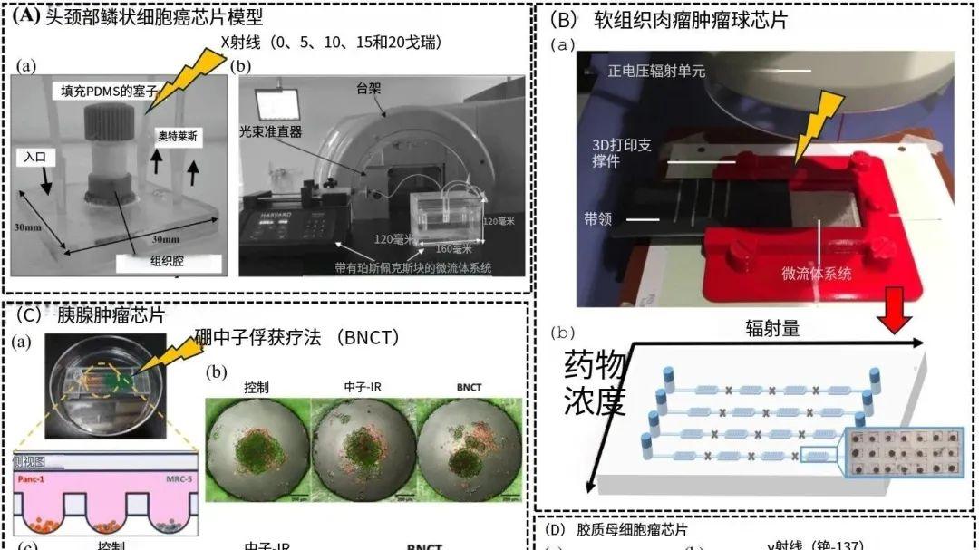 无需滥杀无辜小白鼠！方寸器官芯片模拟肿瘤放疗