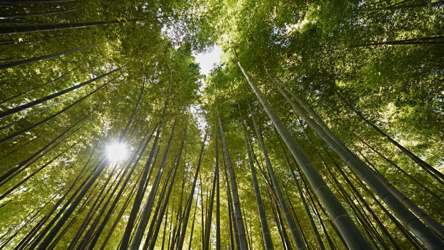 适马 Sigma 10-18mm F2.8 DC DN | Contemporary 评测——适合日