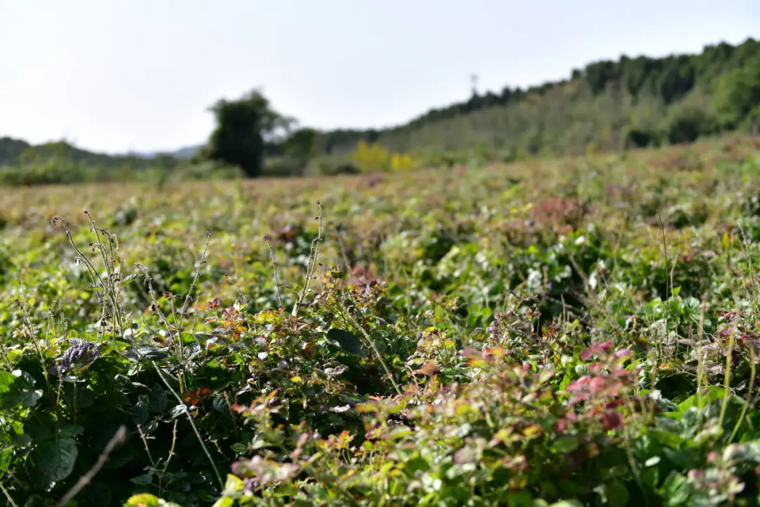 乡村振兴·梓潼答卷 | 自强镇“土特产”变“金产业”：桔梗丹参出川