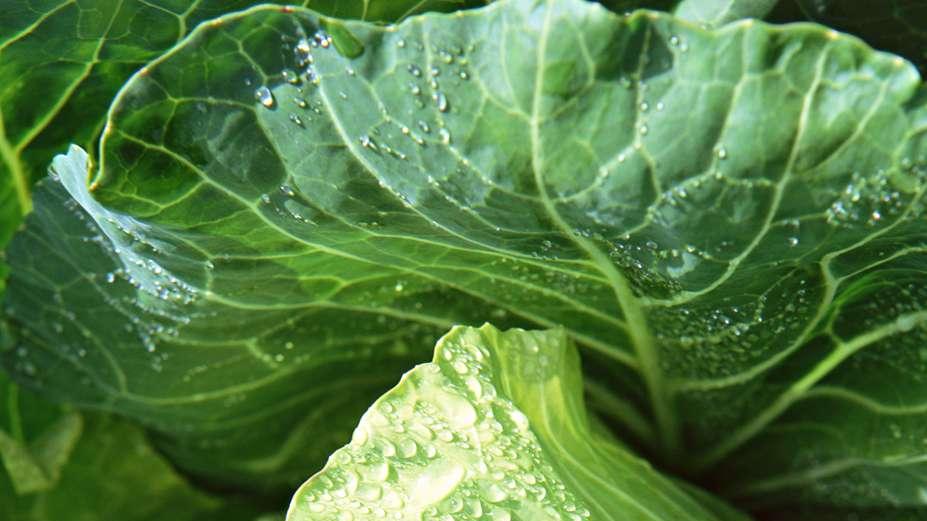 茶园养鸡鸭鹅综合种养，禽粪肥茶又增收，实现多元效益