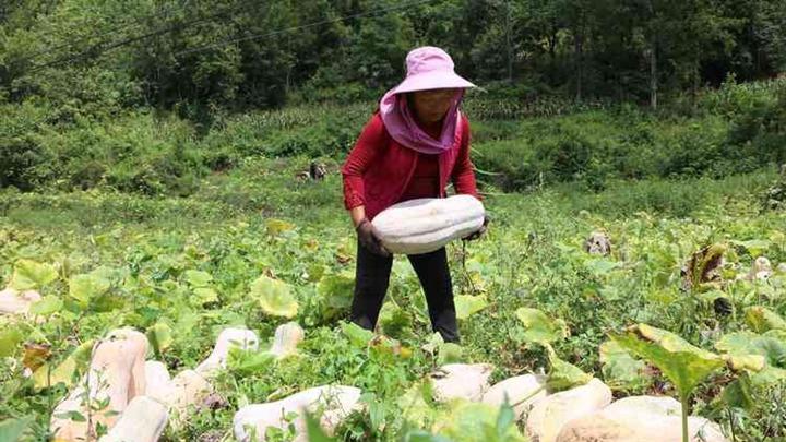 种植南瓜想要又多又大，这个地方碰一下，后期南瓜多到吃不完