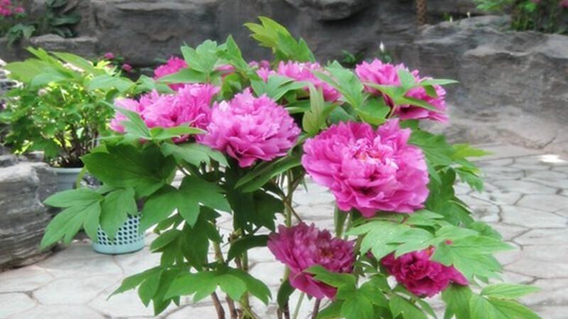 揭秘牡丹花的颜色：不止红粉，还有哪些意想不到的色彩？