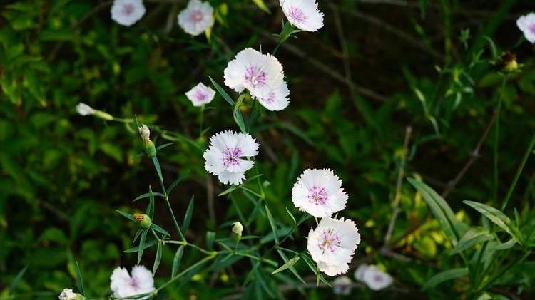 石竹抗冻基因，东北冬季温室，低温胁迫，电导率法