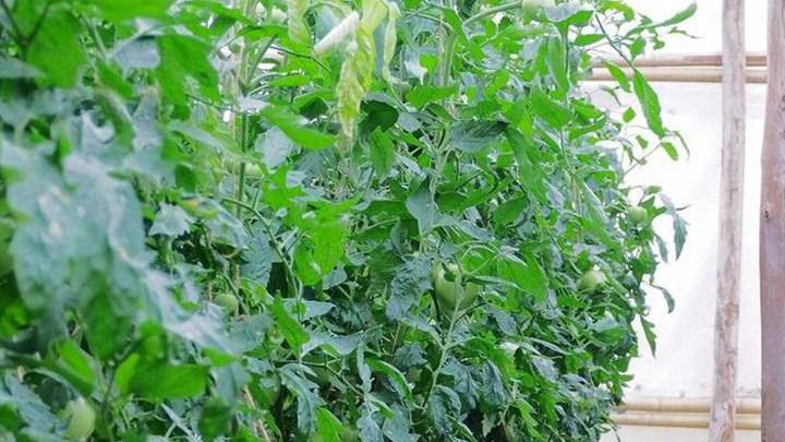 番茄种植新方案，洞庭湖淤土改良，竹筒滴灌与预约采摘结合