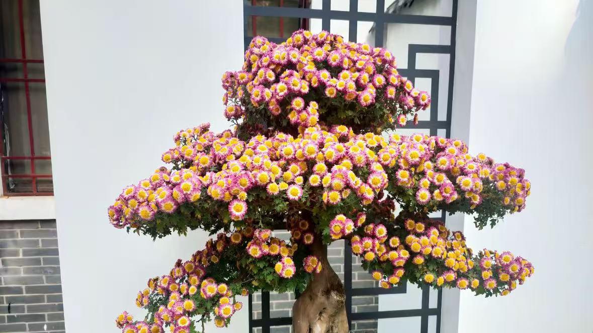 郑州的这场菊花展，居然是文化觉醒