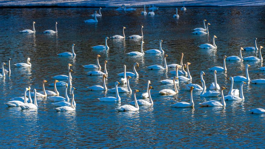 龙头一抬，好运自来｜奉上20条龙抬头祝福语