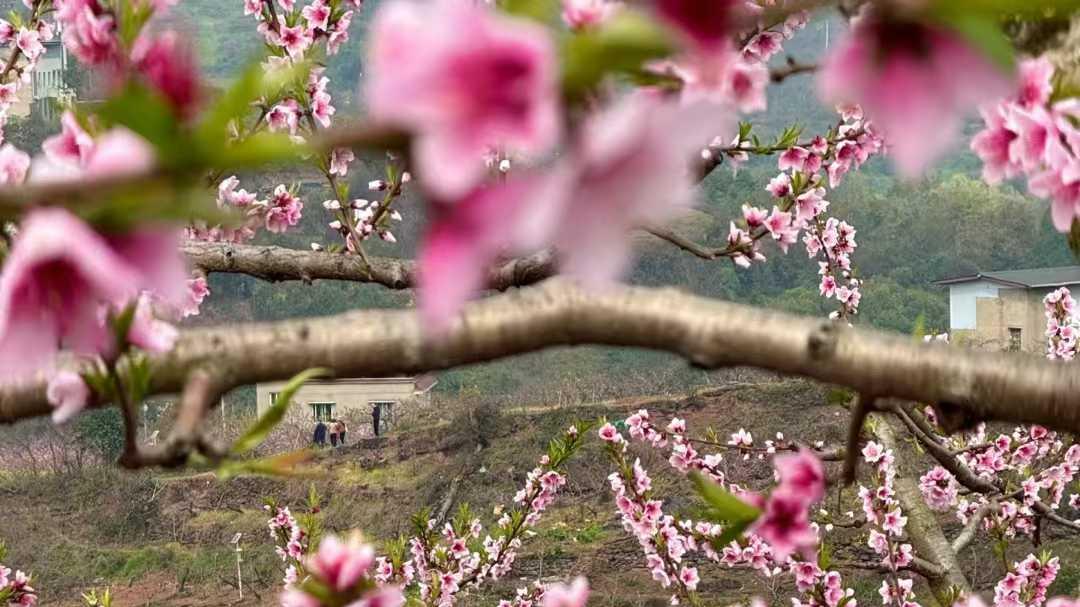 清明追思一两声