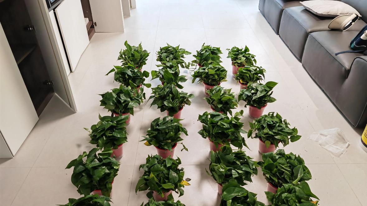 蕴岛光触媒VS绿植：谁才是真正的除醛克星？