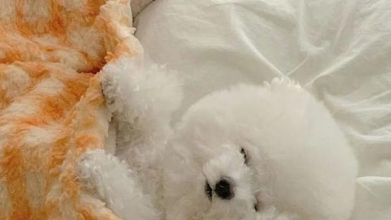 帮助小型犬长肉吃什么狗粮？推荐5款，长肉效果佳又护胃！
