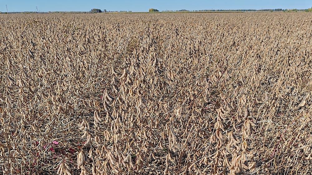 椭圆粒、黑色、黄色大豆种子：天豆种业的品质之选