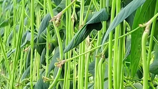 露天豆角种植技巧分享，从选种到收获，掌握5个关键点实现高产