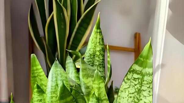 植物｜疗愈系绿植养护全攻略