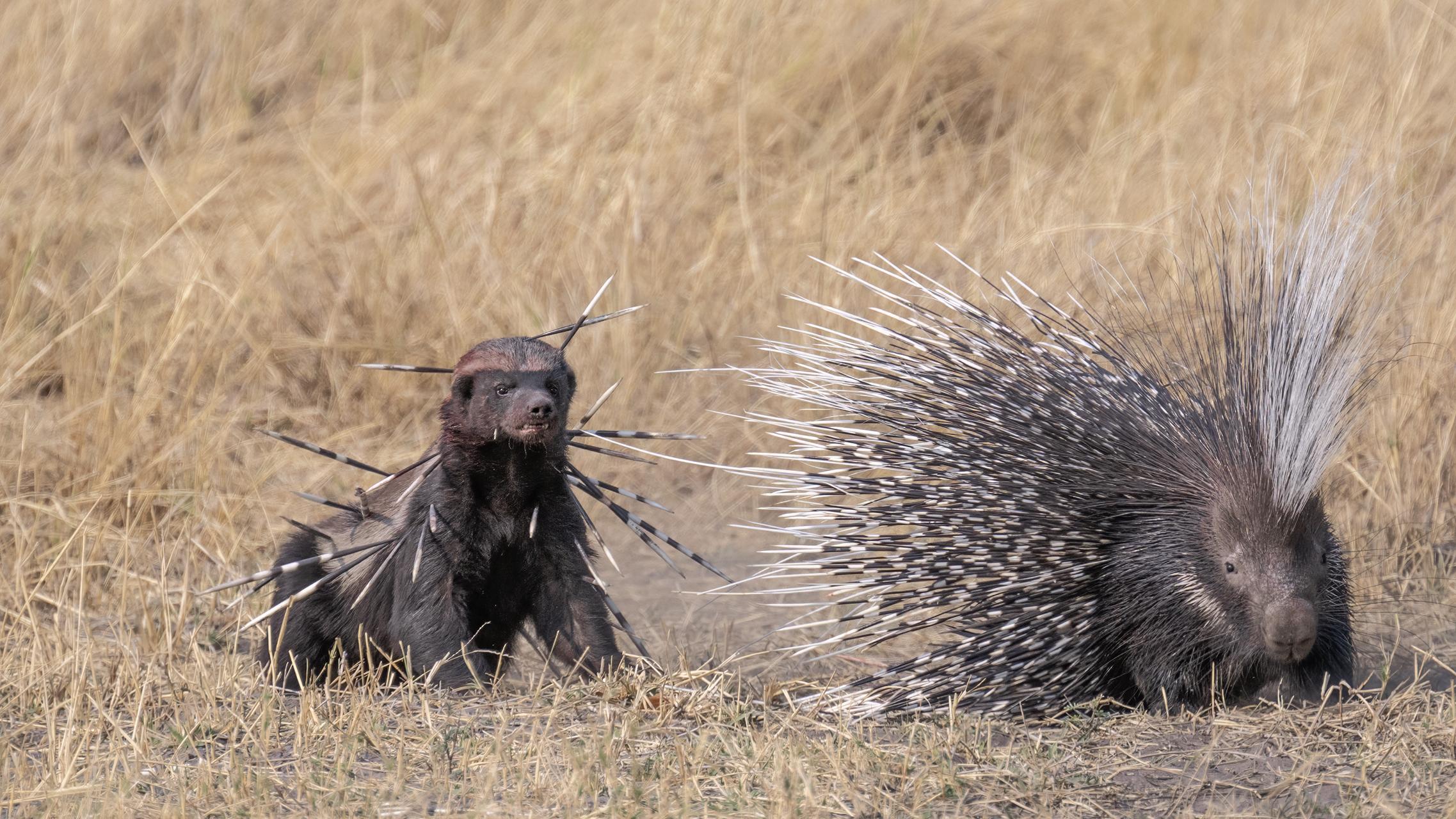 为什么“平头哥”蜜獾敢挑战狮子、老虎？它的战斗力究竟怎么样？