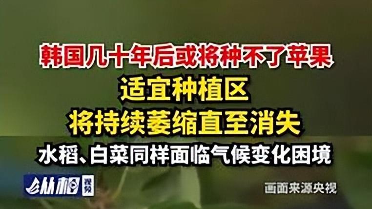 气候变化冲击的影响有多大? 韩国几十年后或将种不了苹果