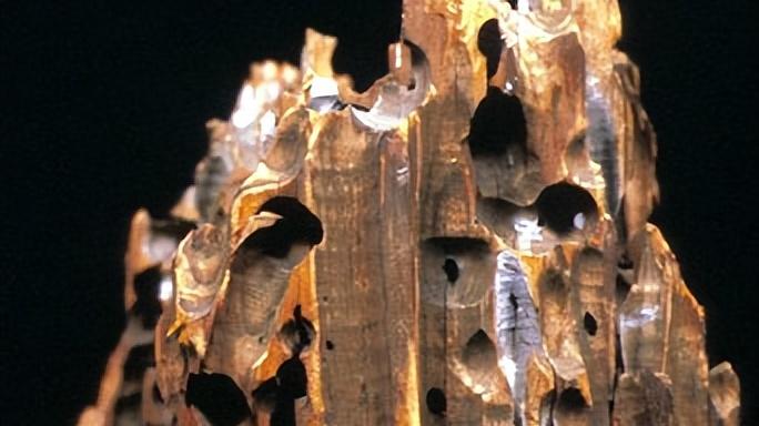 船蛆：这个奇怪的动物群体，它们到底如何吃下木头、泥沙和石头？