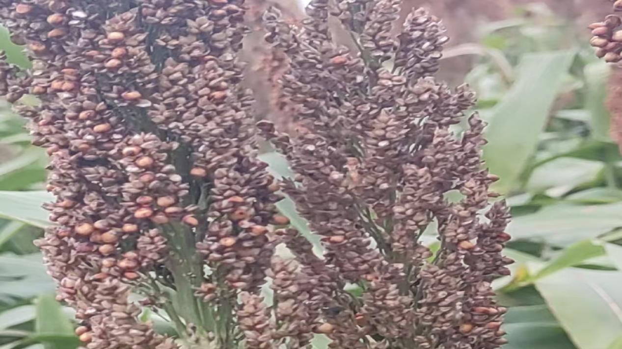 近万亩高粱近乎绝产！假农药纠纷背后，农民权益保护再引深思