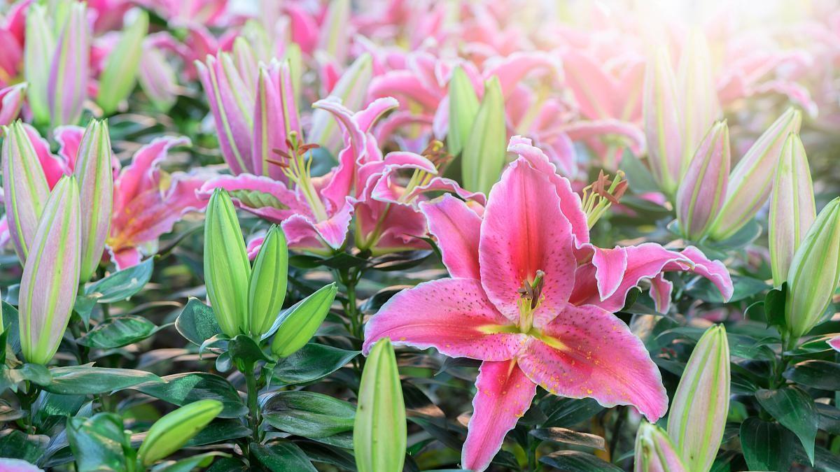 解读粉色百合：探寻背后的花语和象征意义