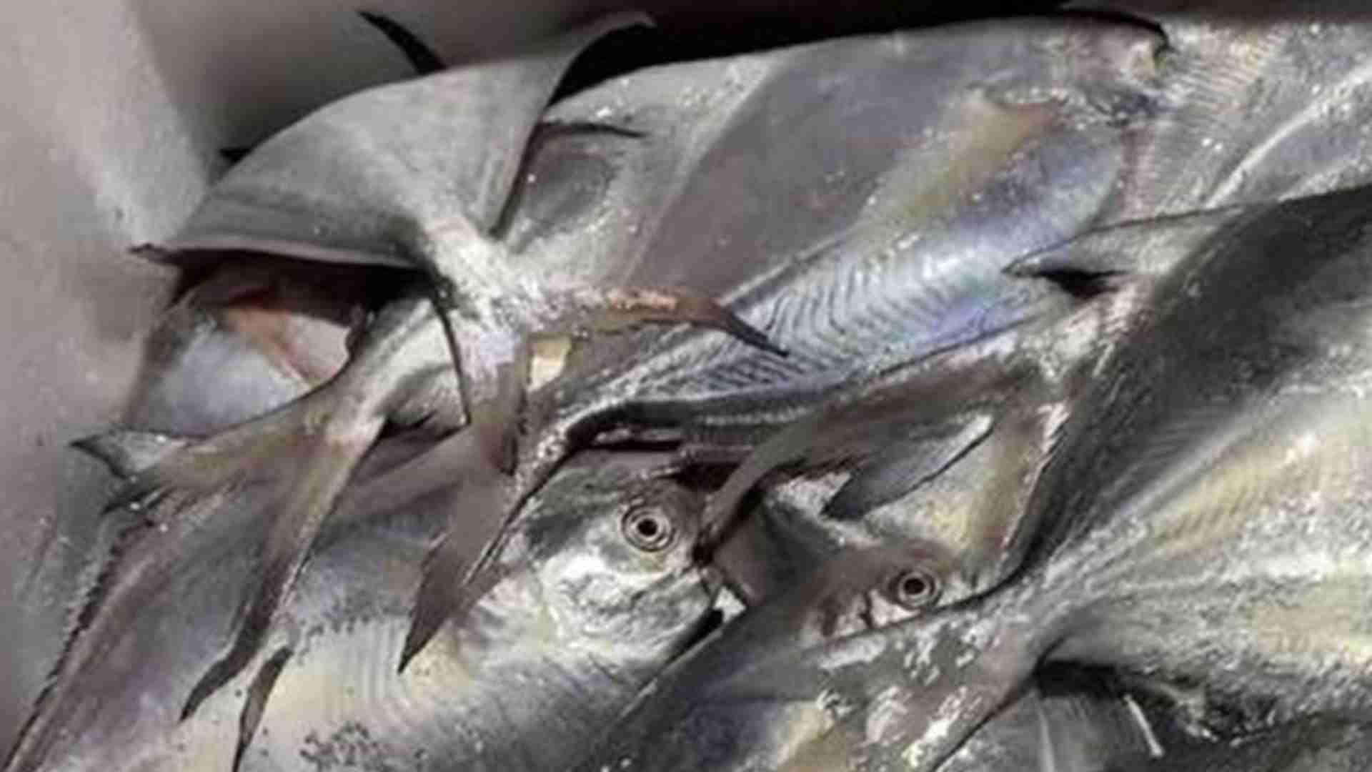 白鲳池塘除苔计，食苔鱼混养法，加工环境优化，重点在控藻