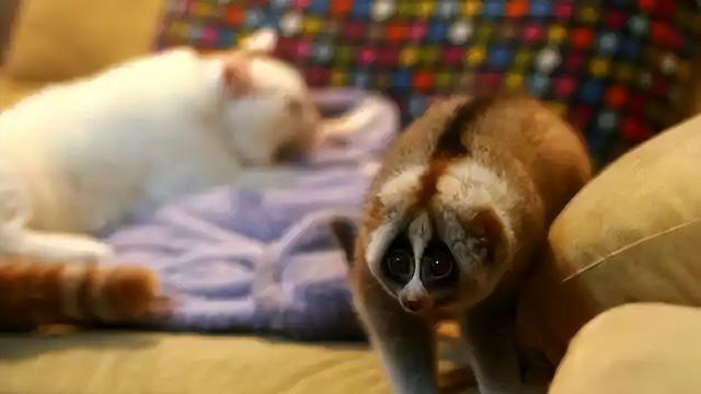 国内仅100只！2011年青岛男子当变异兔卖，大学生花5000元买下