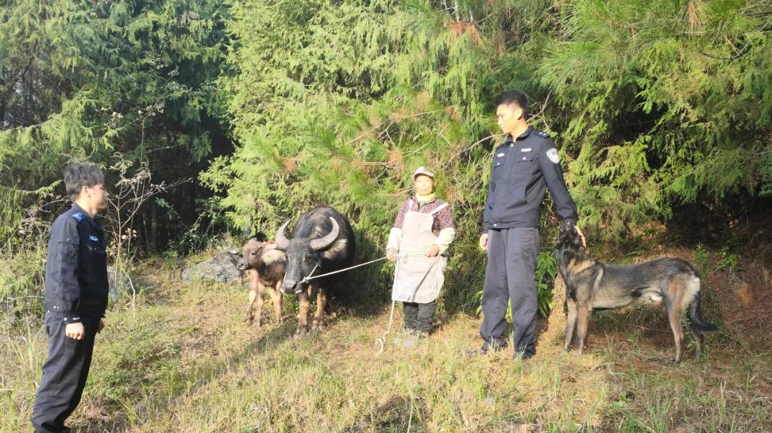 “开飞机”找牛，“牛”到家了！