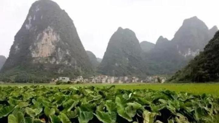 芋头烂根如何挽救？分层堆土控水法，7天新根萌发记录