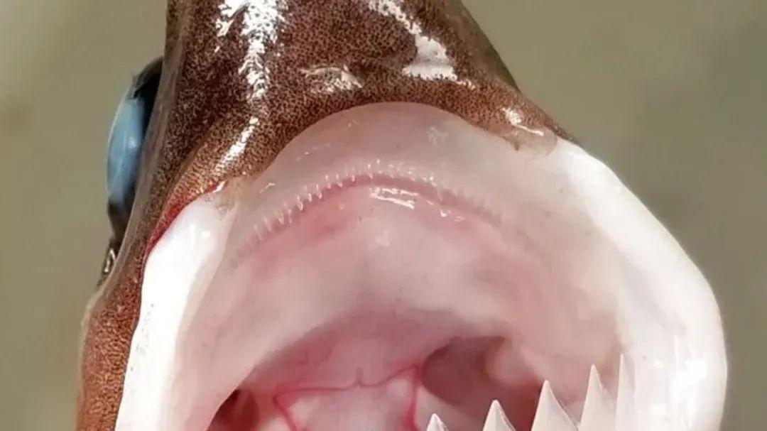 来自深海的恐怖动物：能生吃虎鲸和大白鲨，甚至咬破美军潜艇