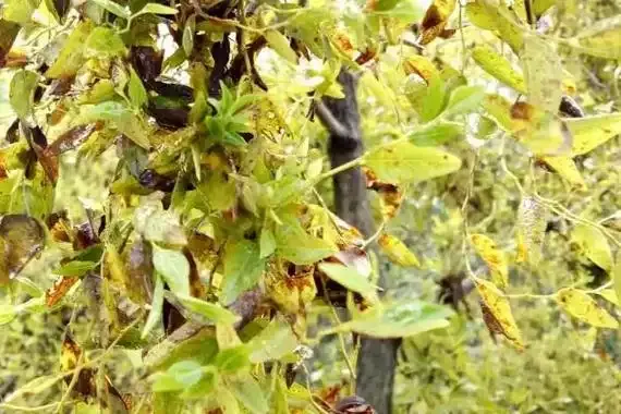 网友家种的枣树突然就“发疯了”！啥原因，如何防治？看完明白