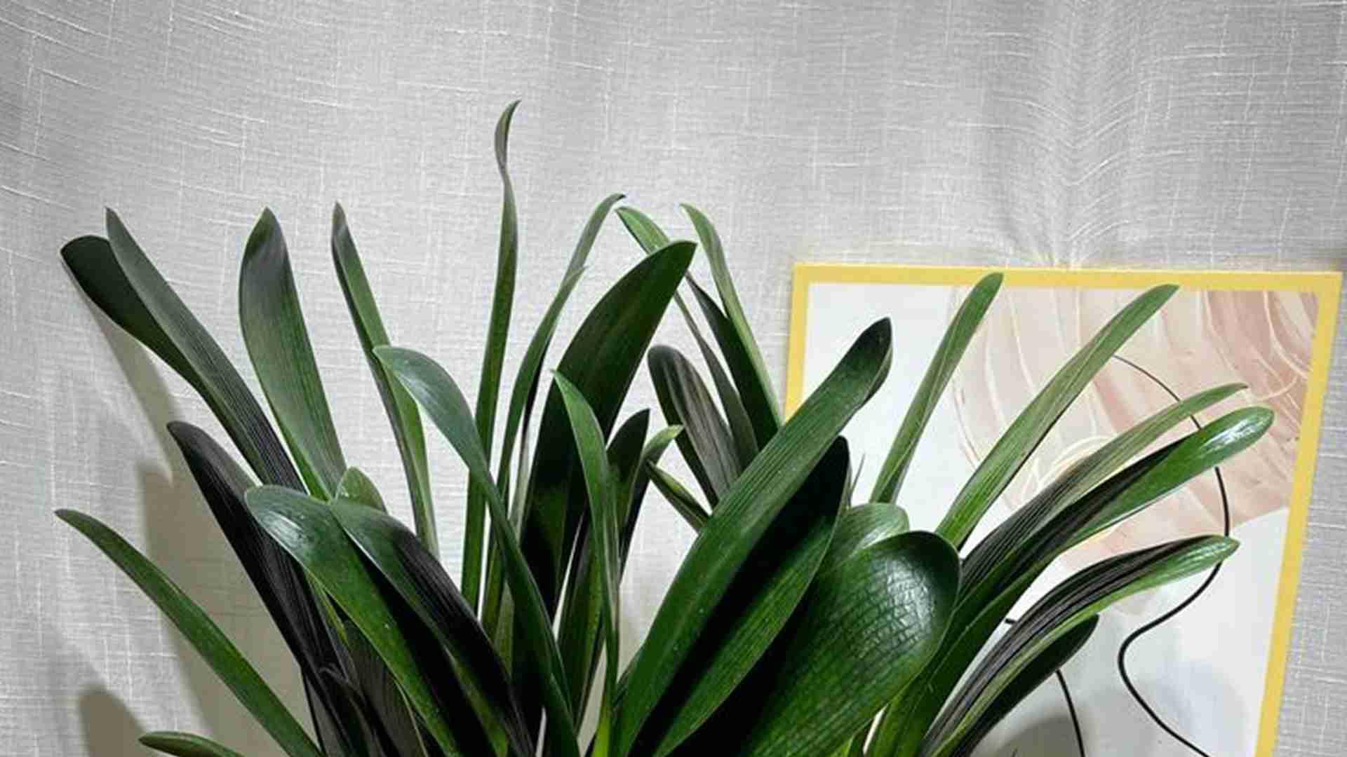 君子兰耐高温测试，半年抗旱记录，退伍军人实验，营养液配方