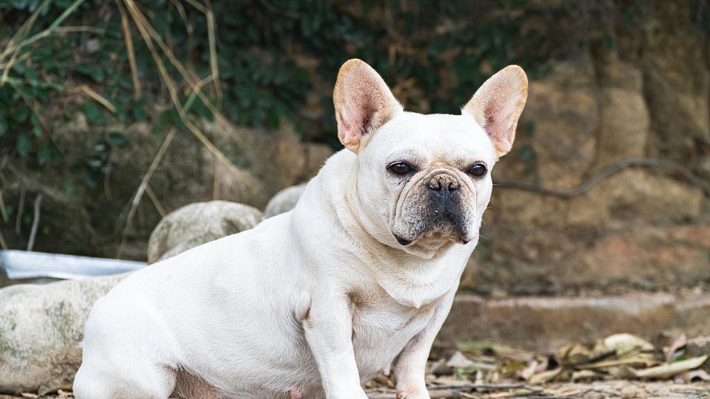 犬科动物的牙齿构造：肉食捕猎的专业工具