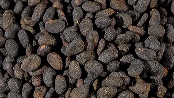 温肾助阳“实力派”——补骨脂