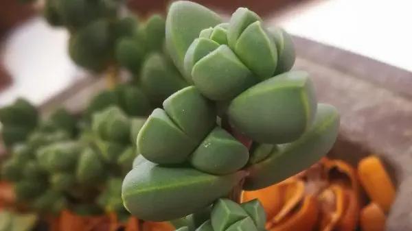 大叔养了3年的多肉，养成盆景了，5块钱的肉肉，变成了50块！