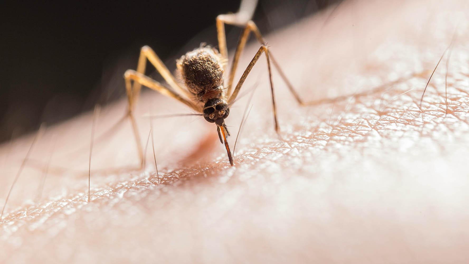 如何延长蚊子的寿命？不让它吸血就行，但吸了血的蚊子好越冬