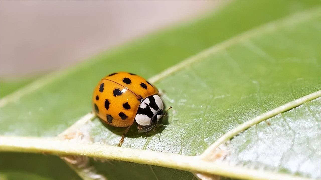 一个女人有福没福，一看便知，这三点伪装不了