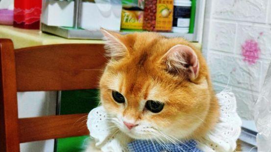 怎么挑选适合金渐层的猫粮？3款安全又便宜的国产猫粮品牌推荐