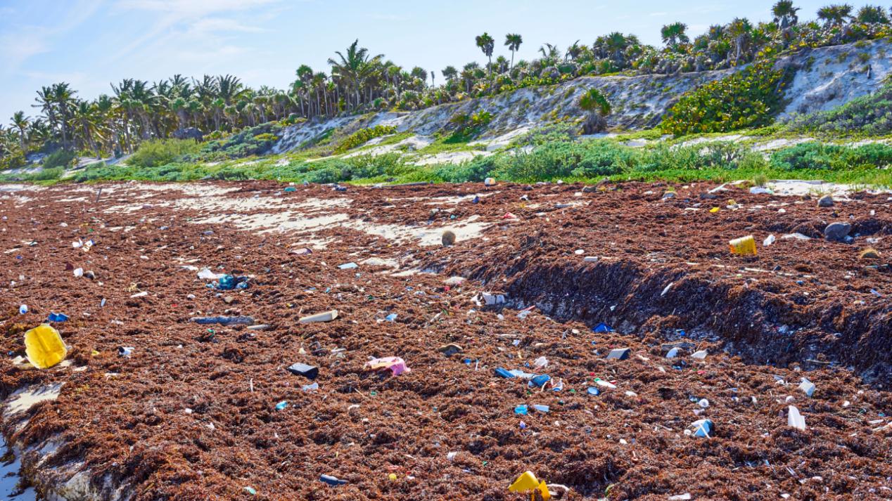 醌类检测仪报警器传感器模组：环境安全的AI智能监测系统
