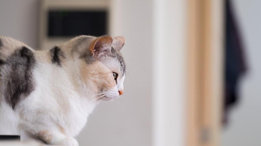 最好的主食罐头

品牌是哪款

？2025年排行榜前十名

猫罐头