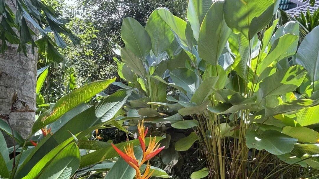 黑熊为邻，森林为家：重新定义身心疗愈之旅